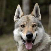 France, Territoire de Belfort (90),Lepuix-Gy, Laetitia Briswalter, Ã©levage de Chiens loups tchÃ©coslovaques